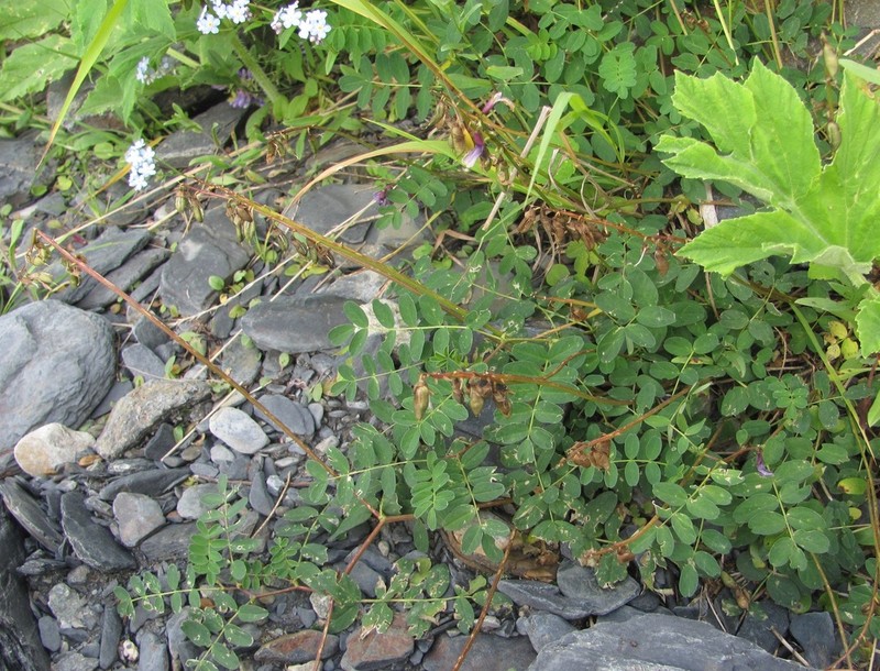 Astragalus brachytropis photo 4