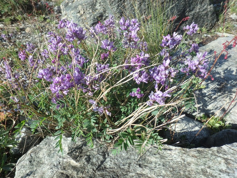 Astragalus brachytropis photo 5