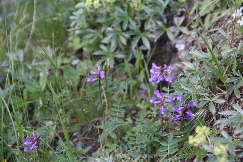 Astragalus brachytropis photo 6