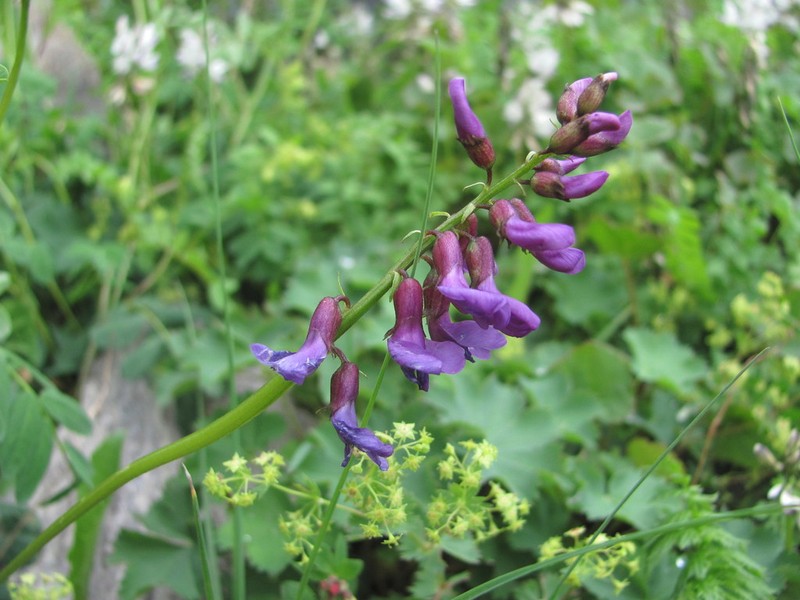 Astragalus brachytropis photo 7
