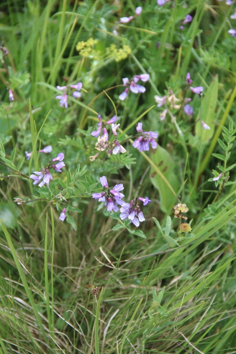 Astragalus brachytropis photo 8
