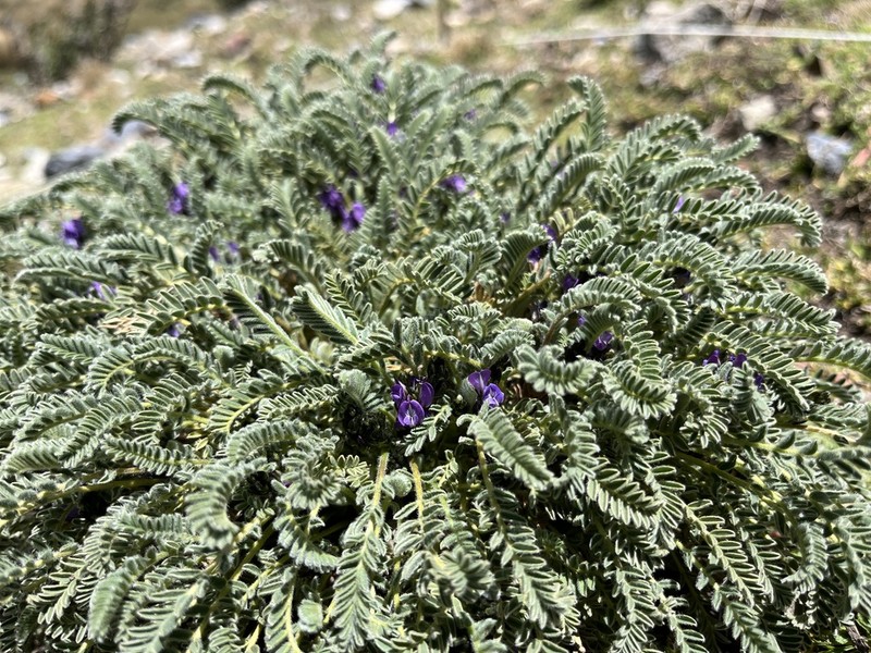Astragalus brackenridgei photo 2