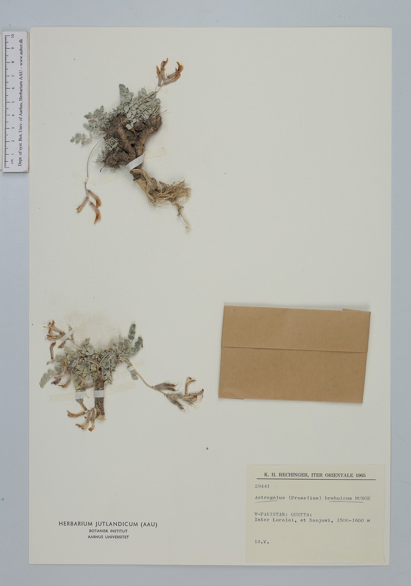 Astragalus brahuicus