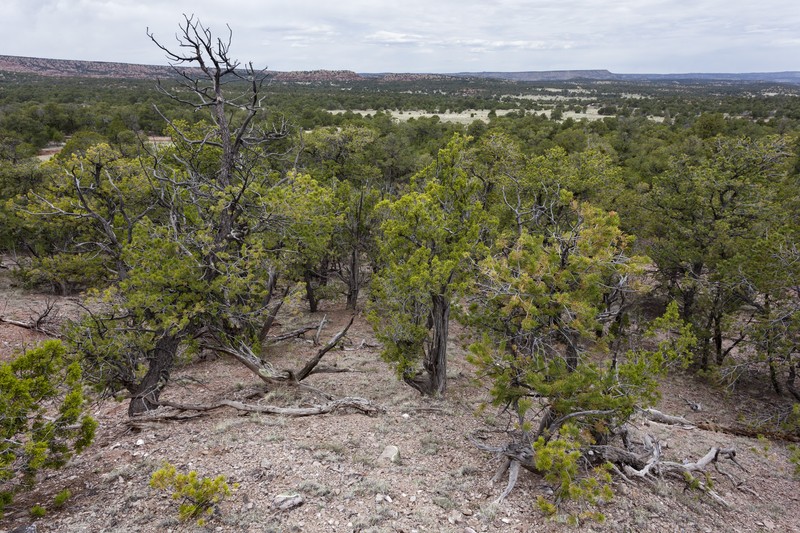 Brandegee's Milkvetch