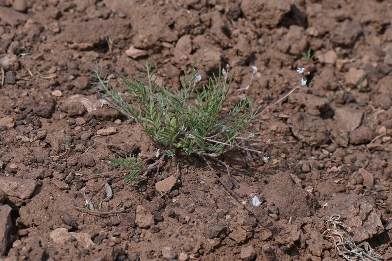 Brandegee's Milkvetch