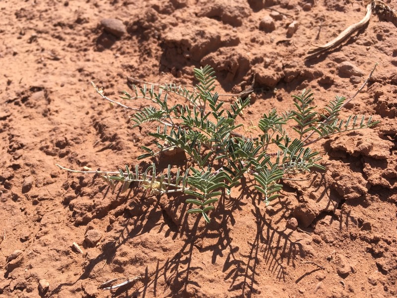 Brandegee's Milkvetch photo 2