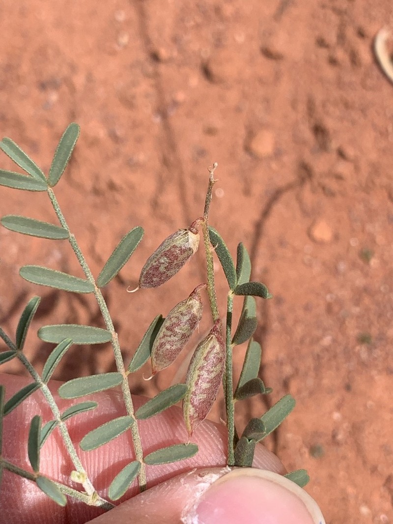 Brandegee's Milkvetch photo 3