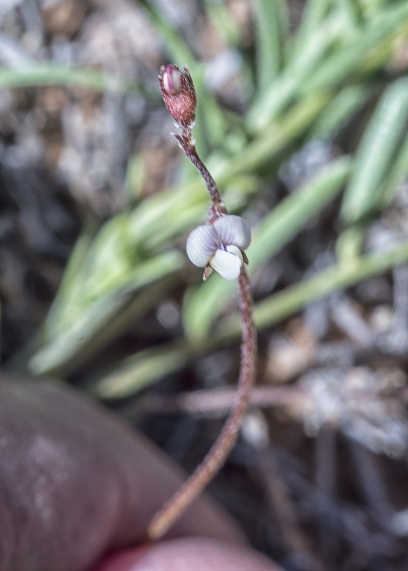 Brandegee's Milkvetch photo 4