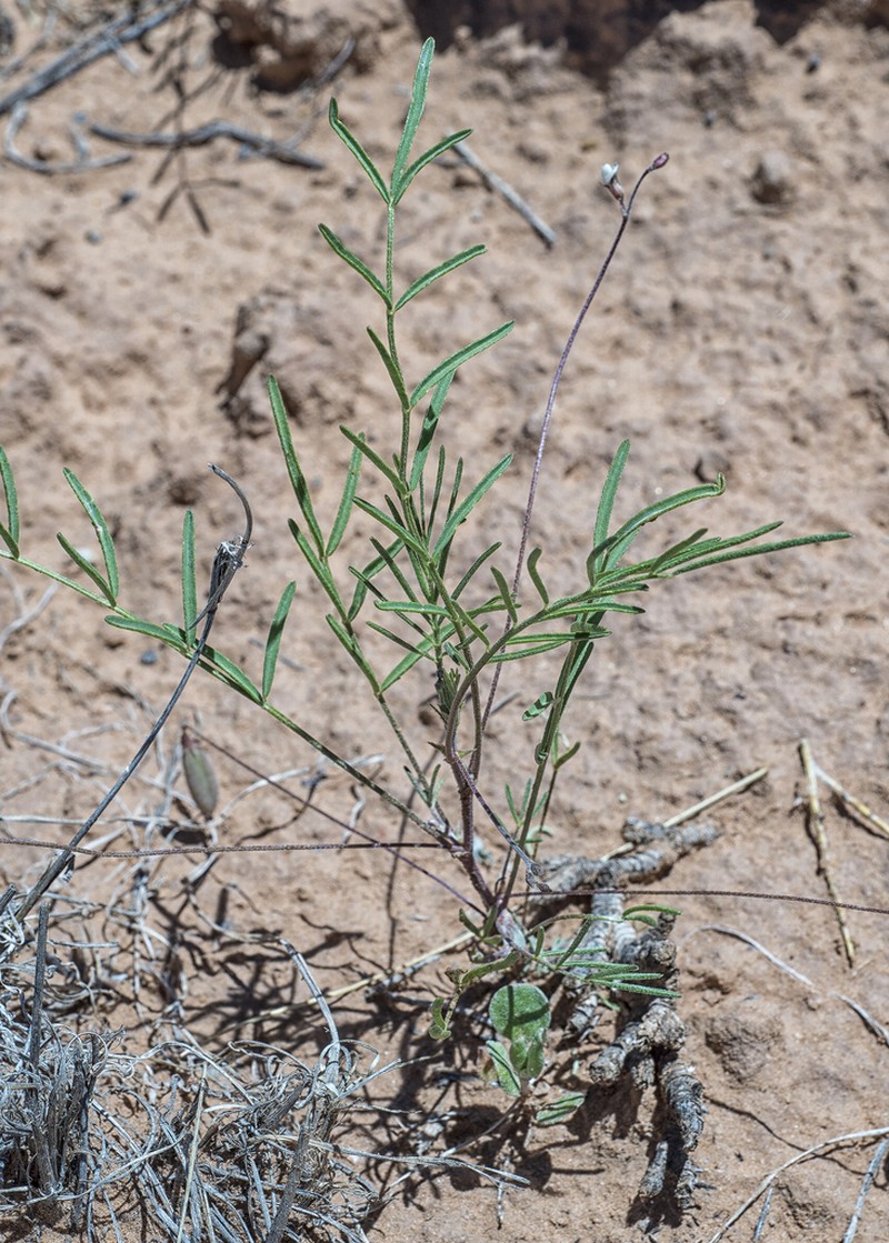 Brandegee's Milkvetch photo 5
