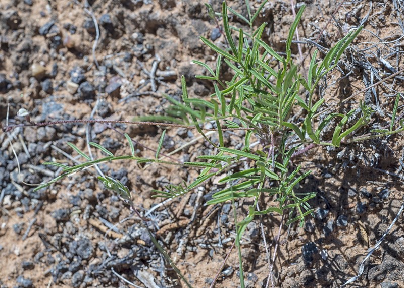 Brandegee's Milkvetch photo 6
