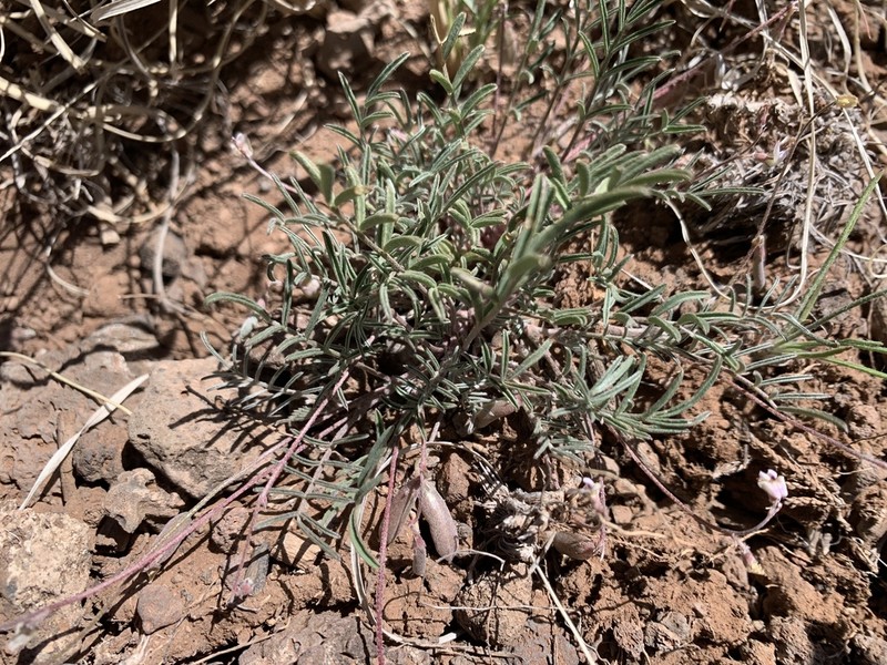 Brandegee's Milkvetch photo 8