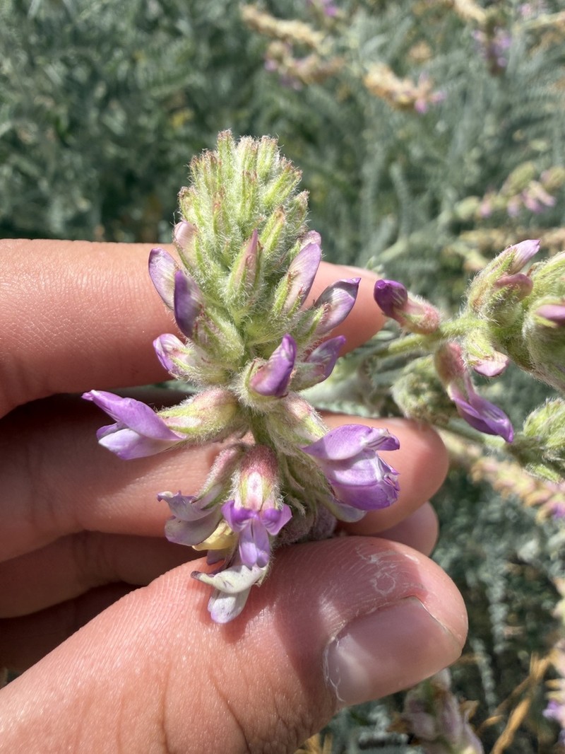 Braunton's Milkvetch photo 3