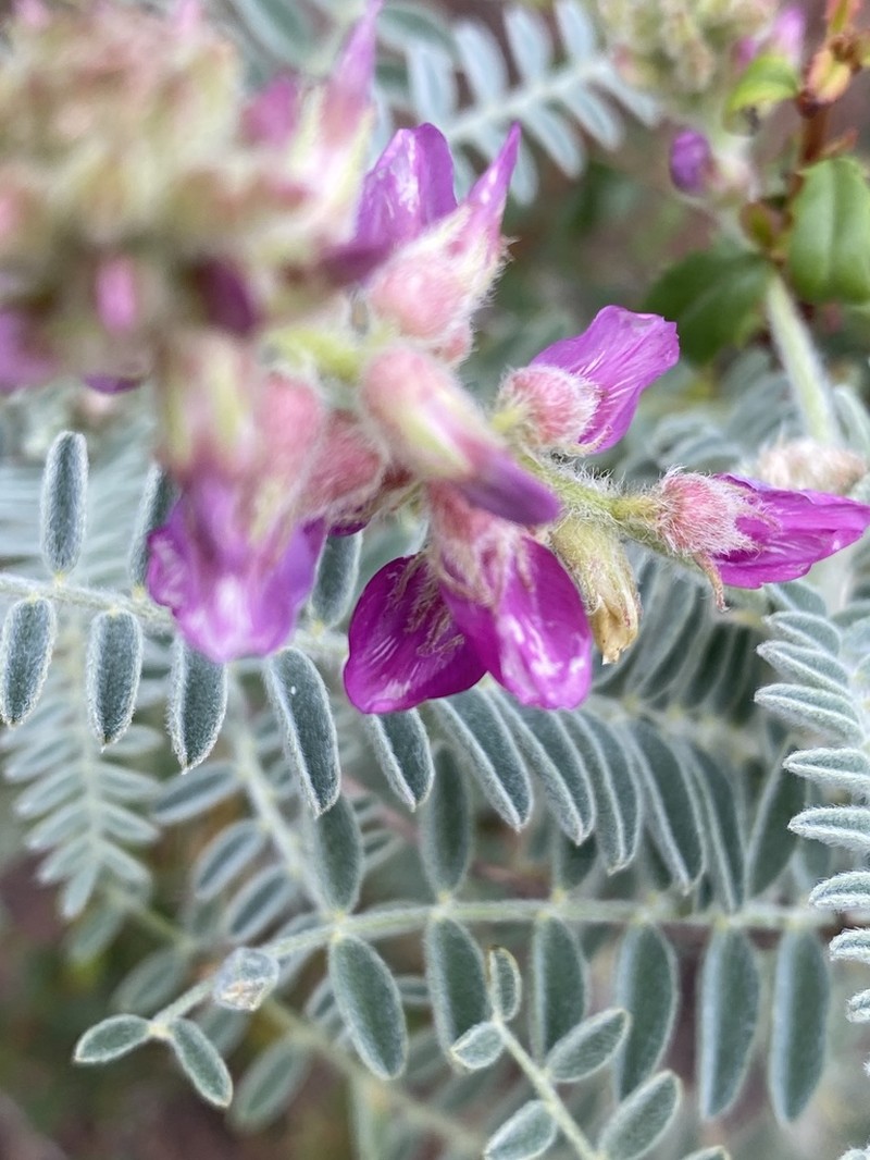 Braunton's Milkvetch photo 4