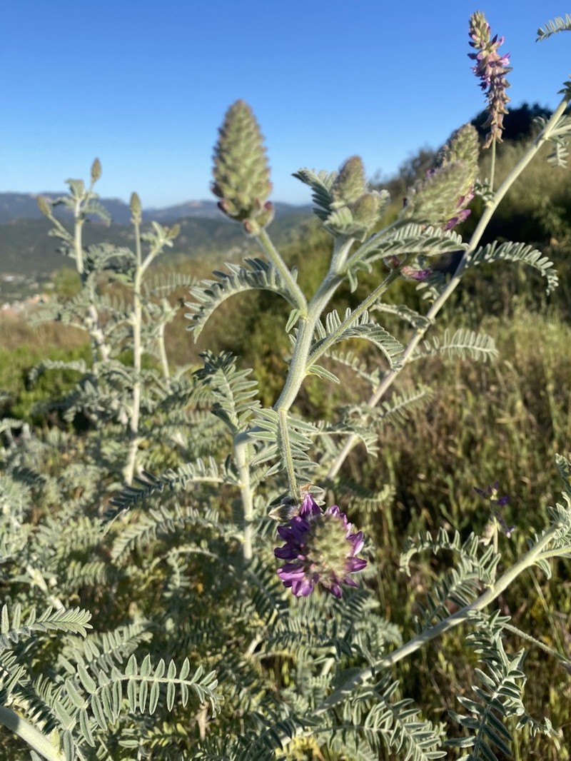 Braunton's Milkvetch photo 5