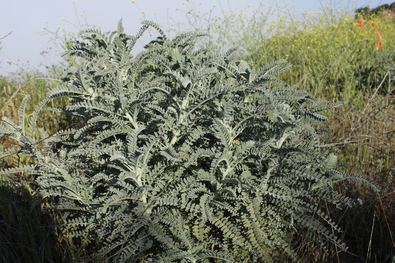 Braunton's Milkvetch photo 6