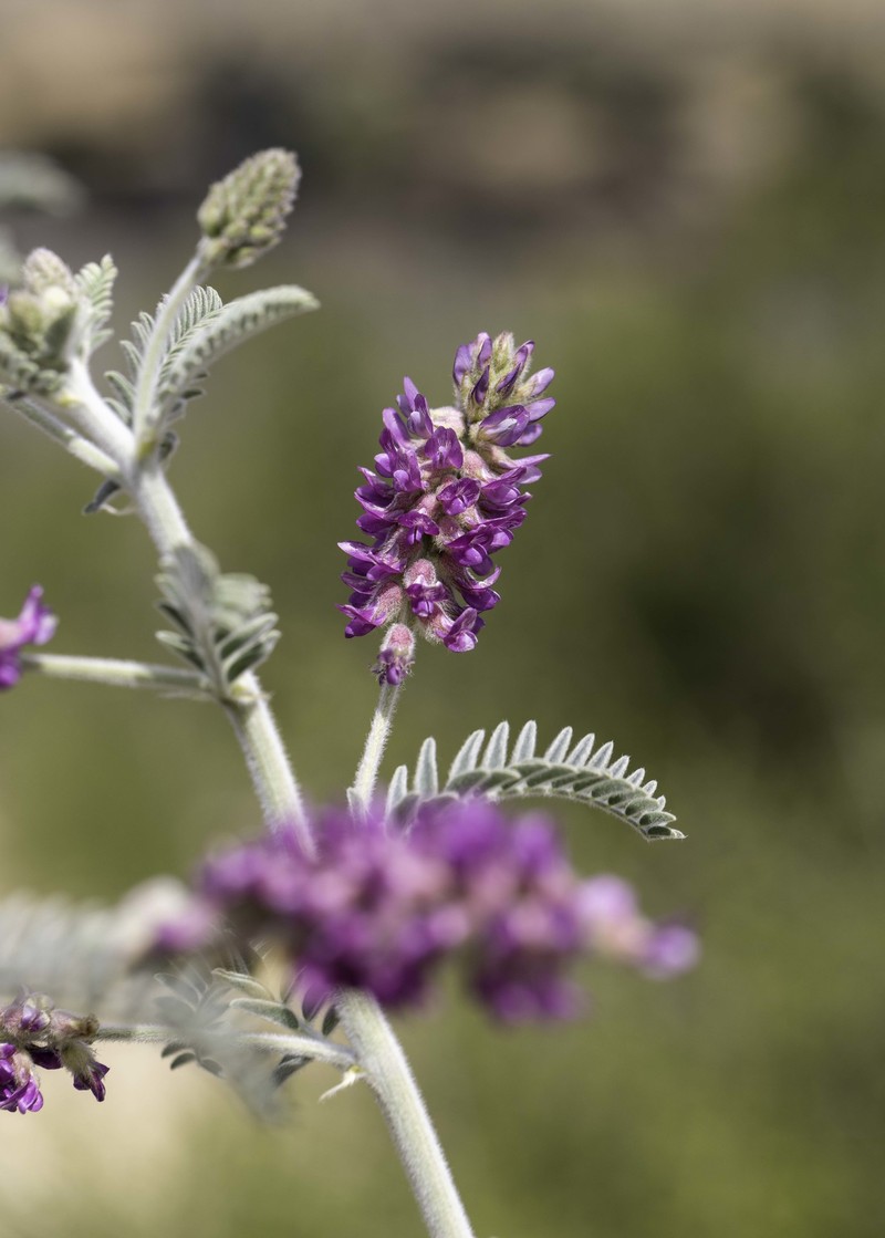 Braunton's Milkvetch