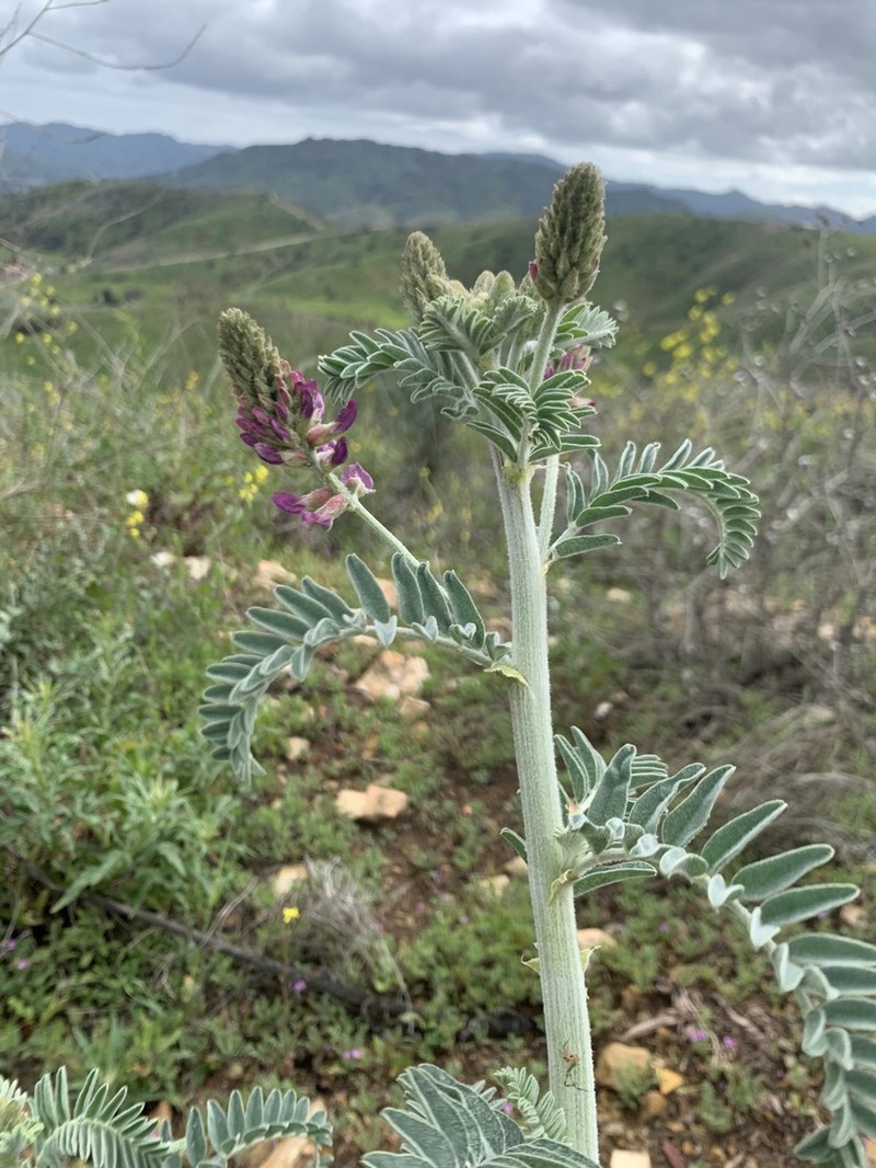 Braunton's Milkvetch photo 3