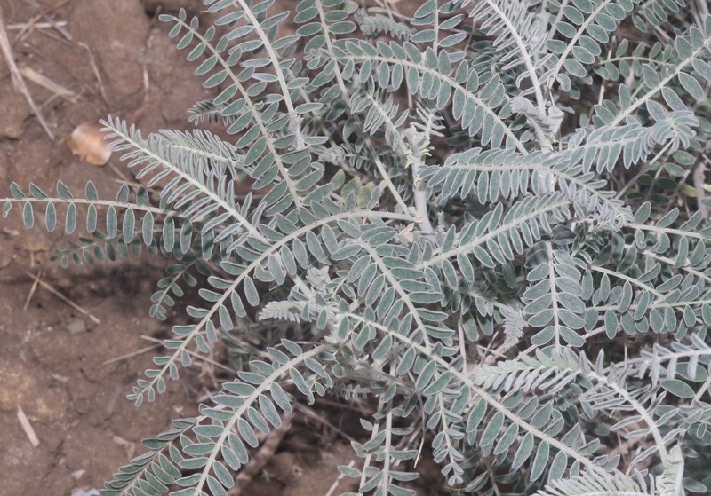 Astragalus brauntonii var. lativexillum