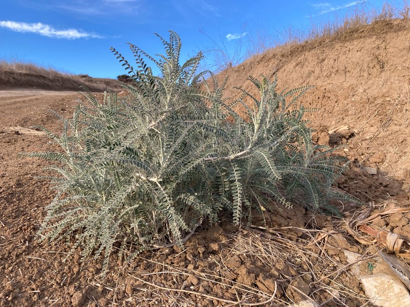 Astragalus brauntonii var. lativexillum photo 2