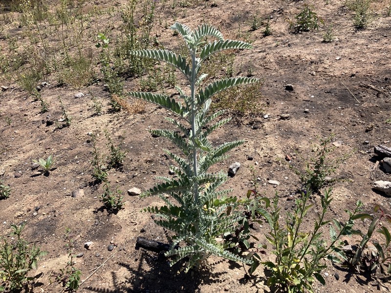 Astragalus brauntonii var. lativexillum photo 4