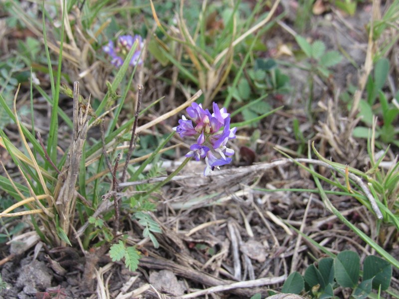 Brazos Milkvetch photo 2