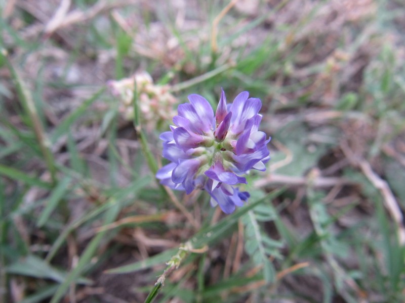 Brazos Milkvetch photo 4