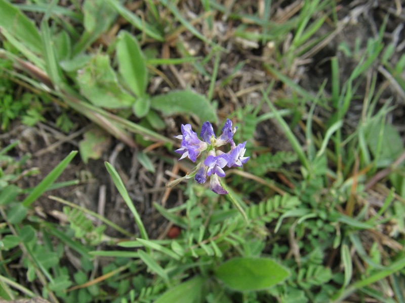 Brazos Milkvetch photo 7
