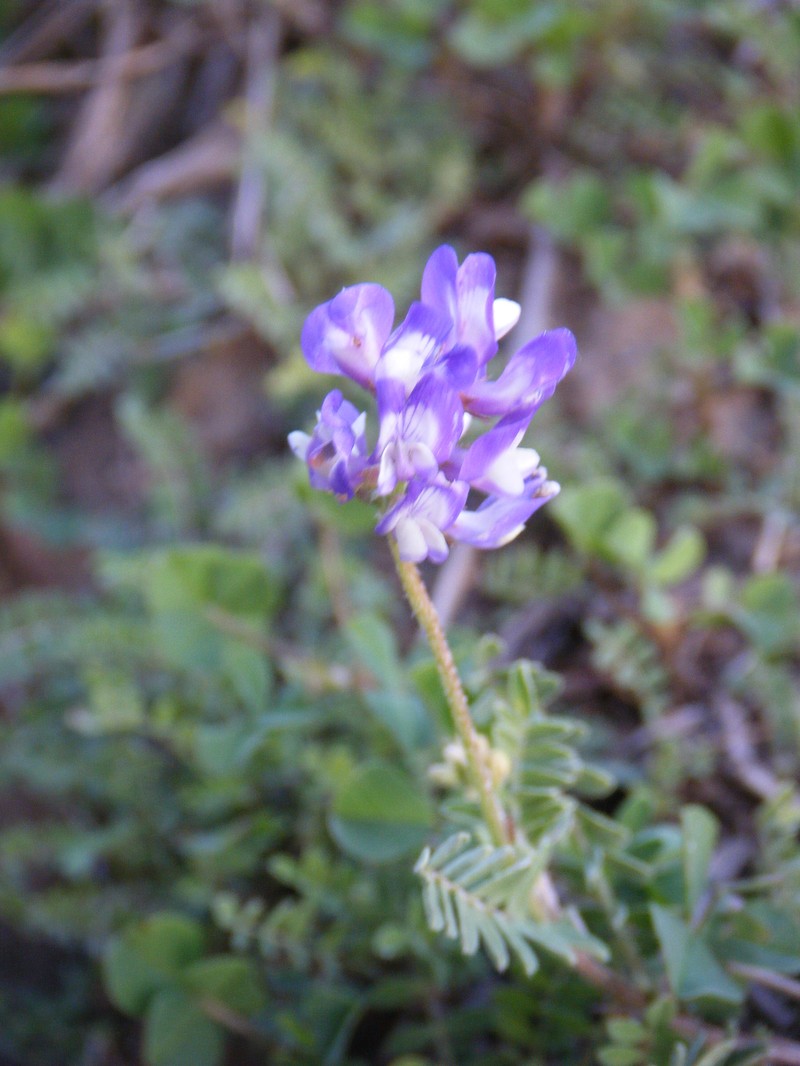 Brazos Milkvetch photo 8