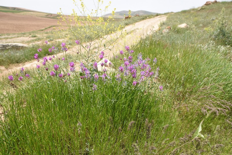 Astragalus brevidens