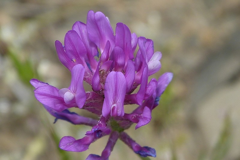 Astragalus brevidens photo 4