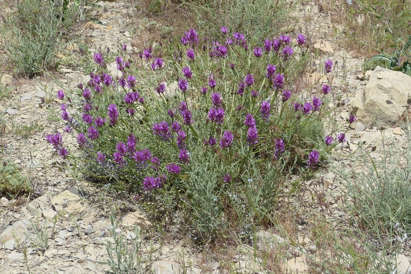 Astragalus brevidens photo 6