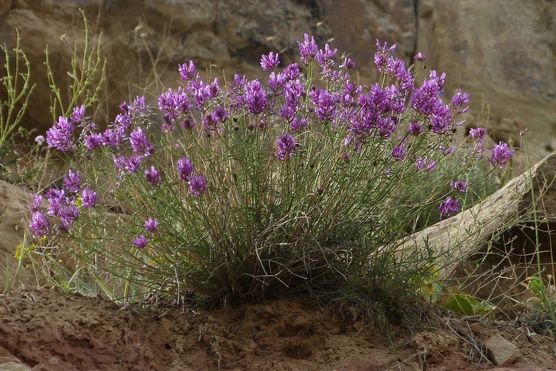 Astragalus brevidens photo 7