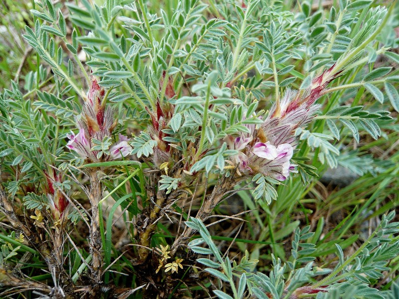 Astragalus breviflorus photo 3