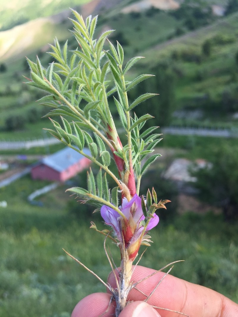 Astragalus breviflorus