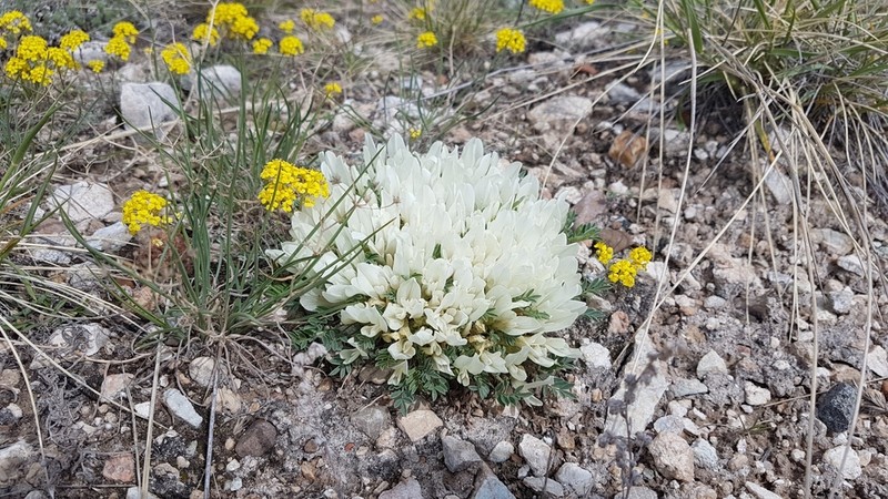 Astragalus brevifolius photo 4