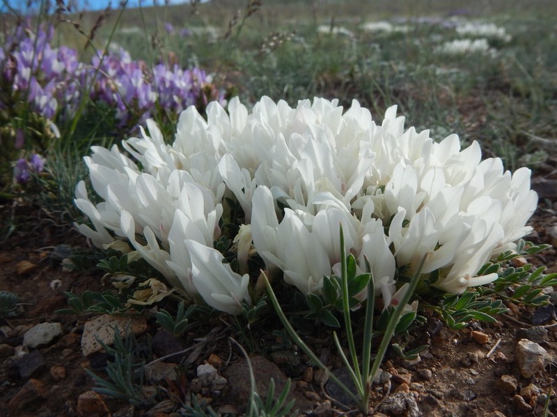 Astragalus brevifolius photo 5