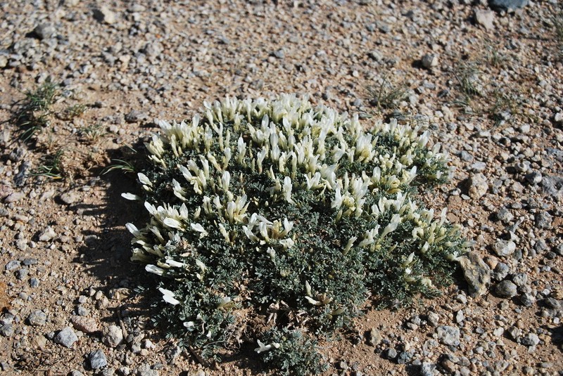 Astragalus brevifolius photo 6
