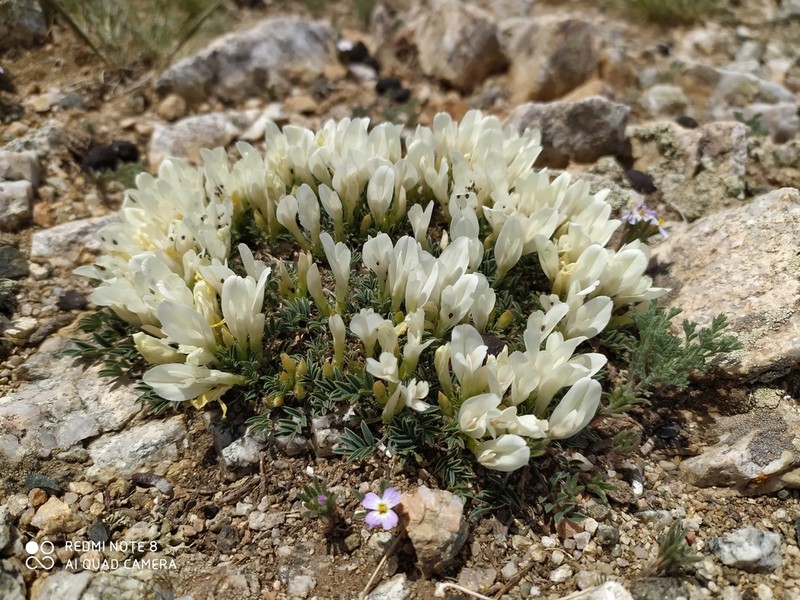 Astragalus brevifolius photo 7