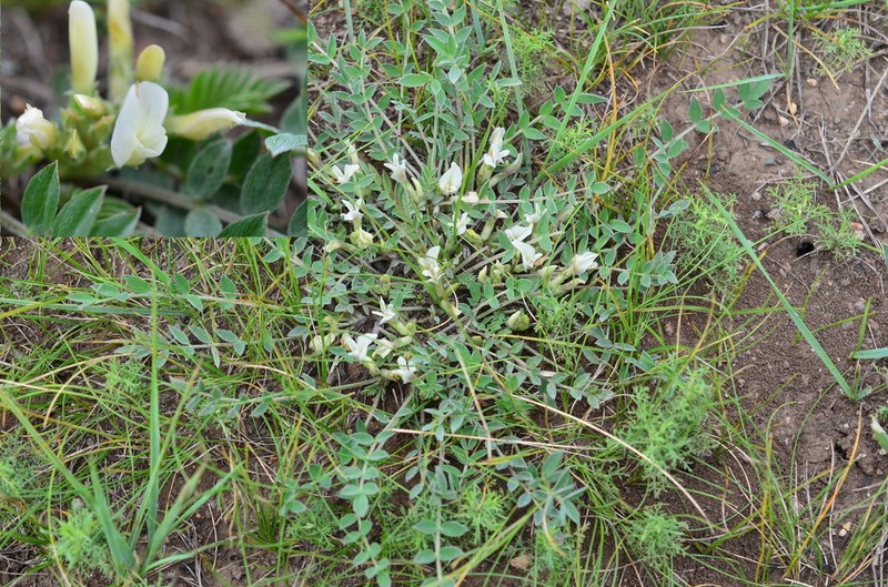 Astragalus brevifolius photo 8