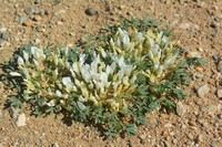 Astragalus brevifolius