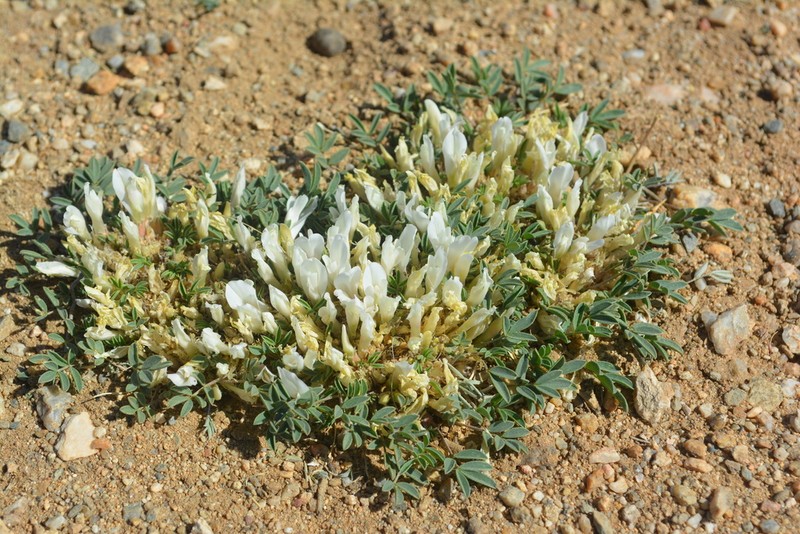 Astragalus brevifolius