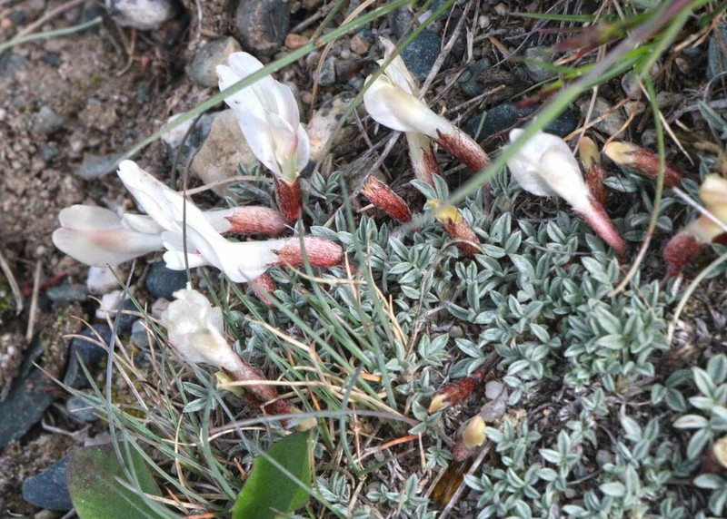 Astragalus brevifolius photo 2
