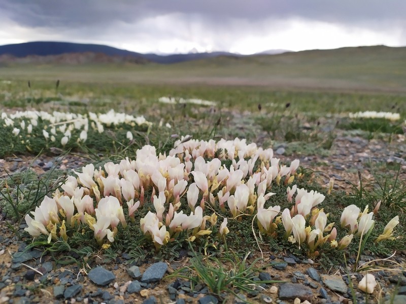 Astragalus brevifolius photo 3