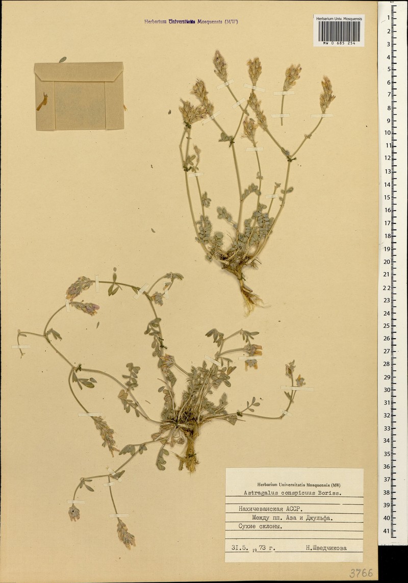 Astragalus brevipes