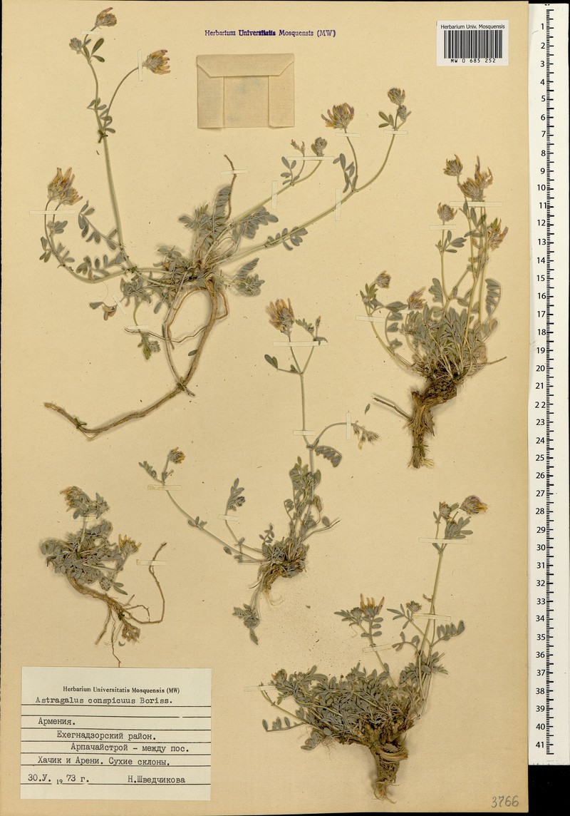 Astragalus brevipes photo 2
