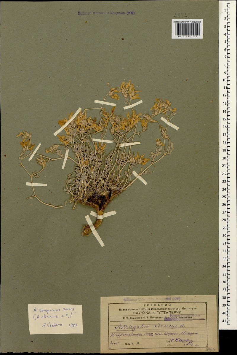 Astragalus brevipes photo 3