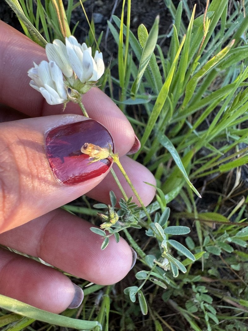 Brewer's Milkvetch photo 2