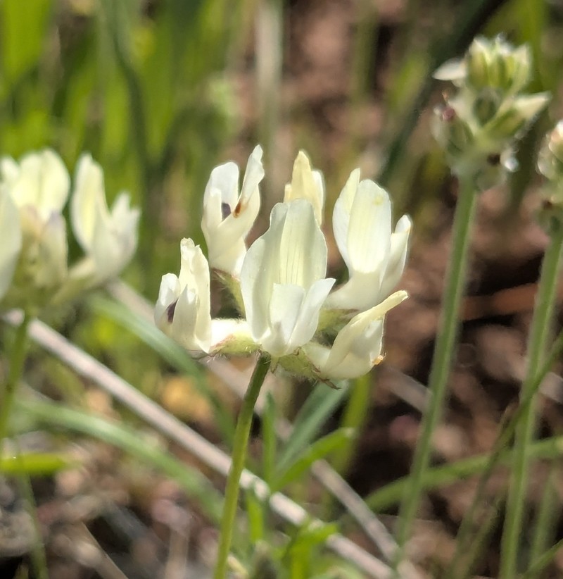 Brewer's Milkvetch photo 3