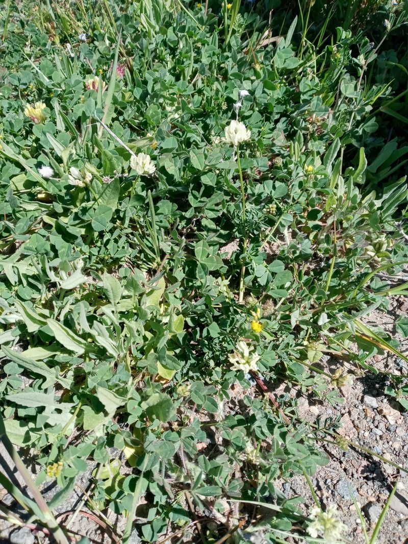 Brewer's Milkvetch photo 4