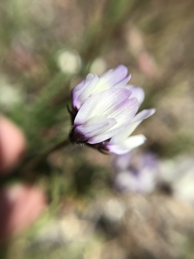 Brewer's Milkvetch photo 5